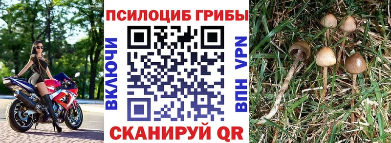 Галлюциногенные грибы мицелий  купить закладку  Среднеколымск 